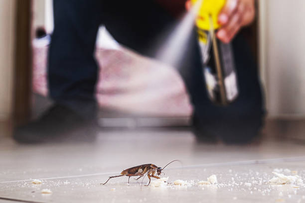 Best Best Pest Control Companies  in Fort Lauderdale, FL